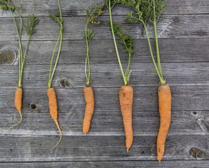 Progressive growth of carrots shown against weathered wood