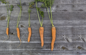 Progressive growth of carrots shown against weathered wood