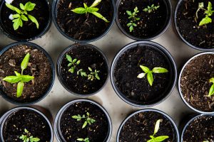 Young vegetable plants growing in small pots.