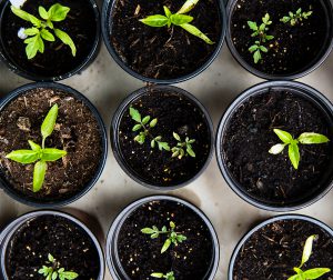 Young vegetable plants growing in small pots.