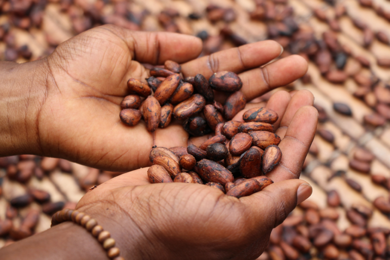 Holding cocoa beans.