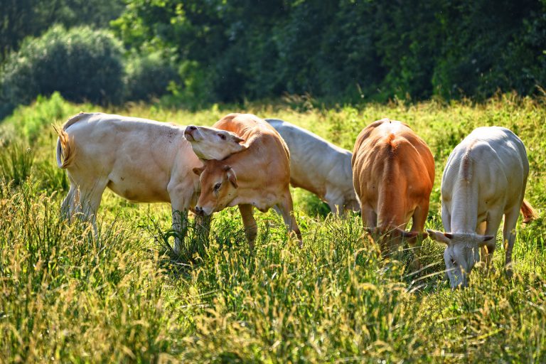 Cows grazing in spring field.